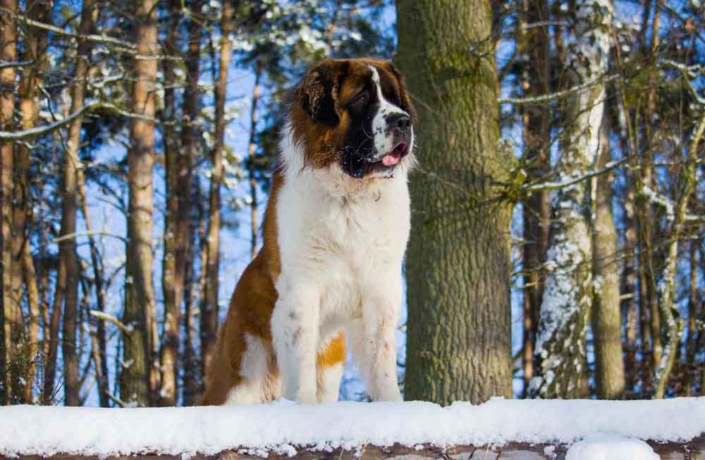 سنت برنارد (Saint Bernard)